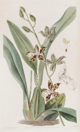 Sydenham Edwards - Spotted Cyrtochilum.webp