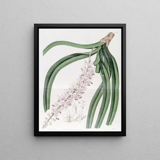 Sydenham Edwards - Spottedflowered Sarcanthus.webp