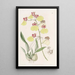 Oncidium z nakrapianymi skrzydłami - Sydenham Edwards — oprawiony obraz na ścianie