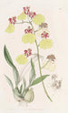 Oncidium z nakrapianymi skrzydłami - Sydenham Edwards — widok dzieła