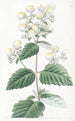 Calceolaria étalée - Sydenham Edwards — widok dzieła