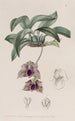 Maxillaria podobny do Stapelia - Sydenham Edwards — widok dzieła