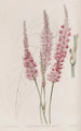 Polygonum à tige embrassante - Sydenham Edwards — widok dzieła