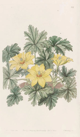 Sydenham Edwards - Stemless Globeflower.webp