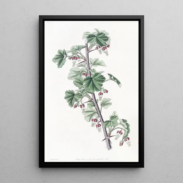 Sydenham Edwards - Straggling Gooseberry.webp
