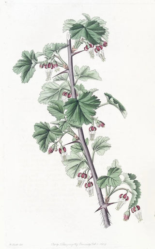 Sydenham Edwards - Straggling Gooseberry.webp