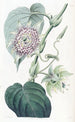 Passiflore à lanières - Sydenham Edwards — widok dzieła