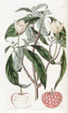 Benthamia à fruits de fraise - Sydenham Edwards — widok dzieła