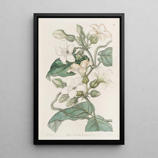 Sydenham Edwards - Strongscented Schubertia.webp