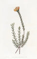Pultenaea subombellée - Sydenham Edwards — widok dzieła
