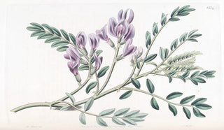 Sydenham Edwards - Succulent Milk Vatch.webp