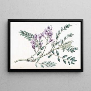 Sydenham Edwards - Succulent Milk Vatch.webp