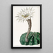 Cactus épicé doux - Sydenham Edwards — oprawiony obraz na ścianie