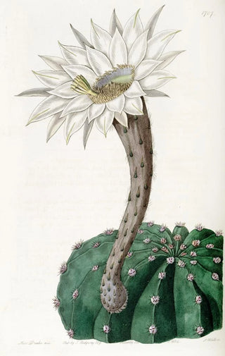 Sydenham Edwards - SweetScented Spicy Cactus.webp