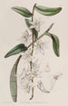 Dendrobium à tige douce - Sydenham Edwards — widok dzieła