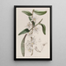 Dendrobium à tige douce - Sydenham Edwards — oprawiony obraz na ścianie