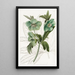 łagodnego helleborego - Sydenham Edwards — oprawiony obraz na ścianie