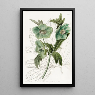 Sydenham Edwards - Sweet Hellebore.webp