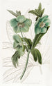 łagodnego helleborego - Sydenham Edwards — widok dzieła