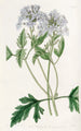 Verveine lilas douce - Sydenham Edwards — widok dzieła