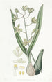 Epidendrum doux - Sydenham Edwards — widok dzieła