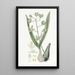 Epidendrum doux - Sydenham Edwards — oprawiony obraz na ścianie