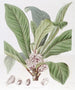 Galipea parfumée - Sydenham Edwards — widok dzieła