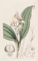 Orchis à cheveux doux - Sydenham Edwards — widok dzieła