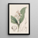 Orchis à cheveux doux - Sydenham Edwards — oprawiony obraz na ścianie