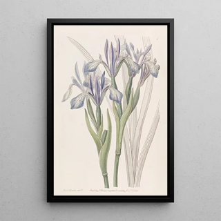 Sydenham Edwards - Sweetscented Iris.webp