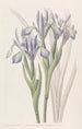 Iris doux - Sydenham Edwards — widok dzieła