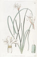 Leucocoryne doux - Sydenham Edwards — widok dzieła