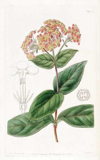 Sydenham Edwards - Sweetscented Rondeletia.webp