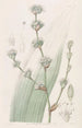 Spiralthread doux - Sydenham Edwards — widok dzieła