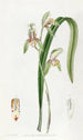 Cymbidium à feuilles d'épée - Sydenham Edwards — widok dzieła
