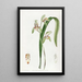Cymbidium à feuilles d'épée - Sydenham Edwards — oprawiony obraz na ścianie