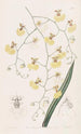 Oncidium à feuilles de tilleul - Sydenham Edwards — widok dzieła