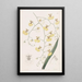 Oncidium à feuilles de tilleul - Sydenham Edwards — oprawiony obraz na ścianie