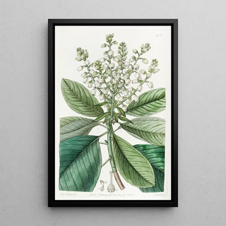 Sydenham Edwards - Tall Arbutus or Strawberry Tree.webp