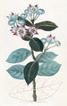 Calotropis haut - Sydenham Edwards — widok dzieła