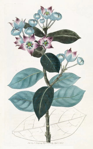 Sydenham Edwards - Tall Calotropis.webp