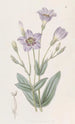 Eustoma haut - Sydenham Edwards — widok dzieła