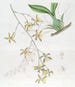 Oncidium le plus grand - Sydenham Edwards — widok dzieła