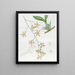 Oncidium le plus grand - Sydenham Edwards — oprawiony obraz na ścianie