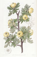 Aubépine à feuilles de tanaisie - Sydenham Edwards — widok dzieła