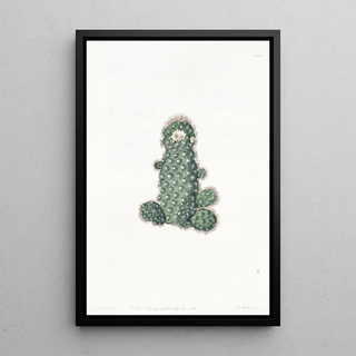 Sydenham Edwards - Taper Mammillaria.webp