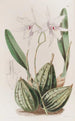 Laelia effilée - Sydenham Edwards — widok dzieła