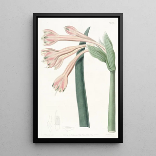 Sydenham Edwards - Tawny Coburgia.webp