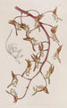 Gongora à fleurs fauves - Sydenham Edwards — widok dzieła