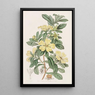 Sydenham Edwards - Tetrandrous Condollea.webp